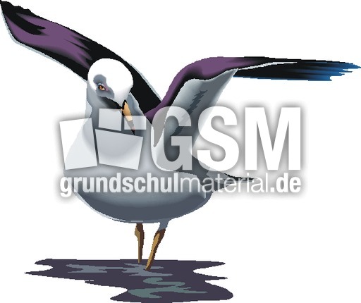 Möwe.tif